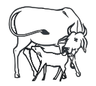 Eine Kuh mit Kalb – das Parteisymbol von Indira Gandhis Congress (R) bzw. Kongresspartei zwischen 1969 und 1978