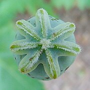 Opium poppy seed capsule