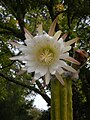 Trichocereus macrogonus var. pachanoi flower