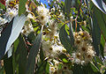 Eucalyptus melliodora inflorescence