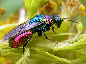 The Chrysididae, such as this Hedychrum rutilans, are known as cuckoo or jewel wasps for their parasitic behaviour and metallic iridescence.