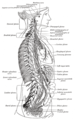 The right sympathetic chain and its connections with the thoracic, abdominal, and pelvic plexuses