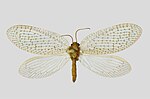 Hemerobius micans – Specimen