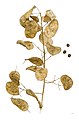 Silicles of Lunaria annua – MHNT