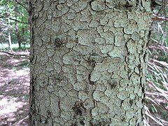 The bark is thin and scaly, flaking off in small circular plates