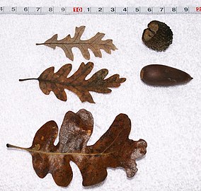 Acorn and leaves