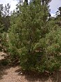 National tree: Sictus tree (l‑Għargħar)