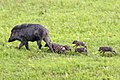 Wildschweinfamilie im Nationalpark