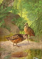 1910, Woodcocks Feeding, by John Henry Hintermeister. Published by Church and Dwight.