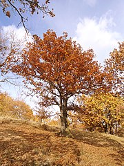 Quercus cerris in autumn