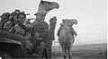 Collecting stray camels. Ayelet HaShahar. 1948