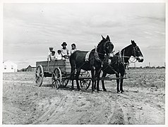 Mule team and wagon (1939)