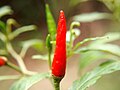A small but very hot Capsicum in Malaysia