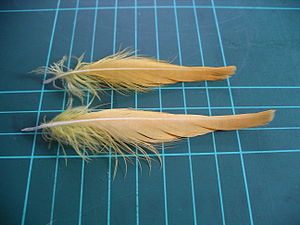 Citron-crested cockatoo crest feathers (on 1 cm grid)