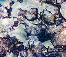 This photograph depicts rock, coral and other invetebrates in Kealakua Bay. It was taken in 10 to 25 feet of water. A sea urchin is clearly visible in the lower right middle of the picture. Other invertebrates, either sea urchins or sea anemones, are also visible.