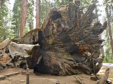 Wawona Tunnel Tree, also known as the Fallen Tunnel Tree.