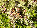Juniperus phoenicea (Cupressaceae)