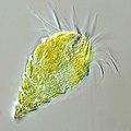 Image 117The oligotrich ciliate has been characterised as the most important herbivore in the ocean (from Marine food web)
