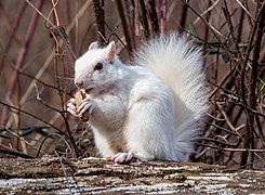 A leucistic squirrel. Note the non-pink eyes.