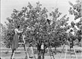Cherry pickers 1900