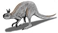 Procoptodon, Australia