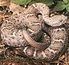 Arizona ridge-nosed rattlesnake
