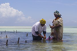Mwanaisha Makame and Mashavu Rum, who have been farming seaweed on Zanzibar island for 20 years, wade through the low tide to their farm.