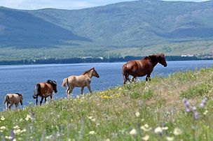 Bashkir horses near Yakty-Kul lake