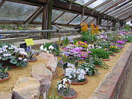 In one of the alpine houses at Wisley