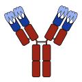 Antibody with CDRs