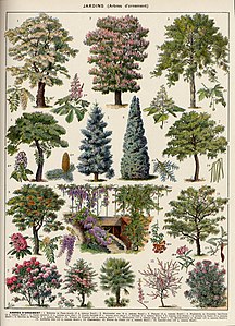Jardins : arbres d'ornement, Plate 2