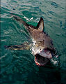 Image 8Clear agonistic behaviour observed in Great White Shark (from Shark agonistic display)
