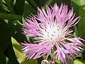 Centaurea pulcherrima