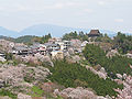 Cherry blossoms at Mount Yoshino