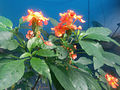 Hostplant: Crossandra infundibuliformis (firecracker flower)