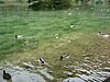Ducks at Vrelo Bosne