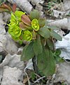Wood spurge Euphorbia amygdaloides