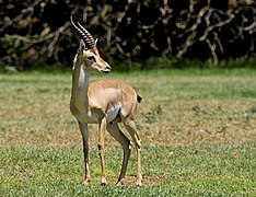 Mountain gazelle (male)