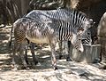 Grevy's Zebra (Equus grevyi