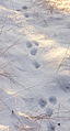 Rabbit tracks in snow.