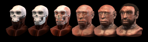 Reconstruction of Homo heidelbergensis