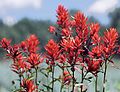 Image 5State flower of Wyoming: Indian paintbrush (from Wyoming)
