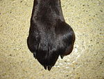Mastzelltumor an der Pfote bei einem Labrador Retriever