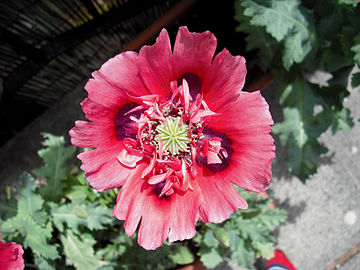 Red opium poppy flower