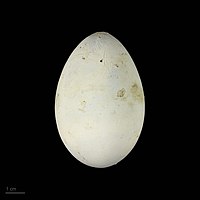 Whitish egg on black background