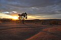 The Landers desert landscape is home to the protected Joshua Tree