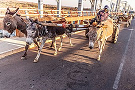 Donkey-drawn carts.