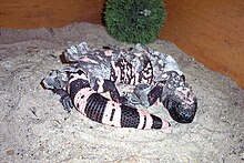 The total molt of a female Gila monster about 2 weeks before egg-laying