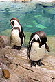 Two penguins preening