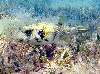 White-spotted puffers, often found in seagrass areas